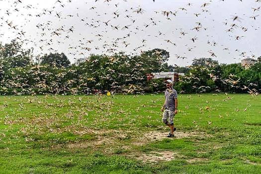 Swarm Of Locust Reaches Kasganj, Agra; Gives Delhi A Miss For Now