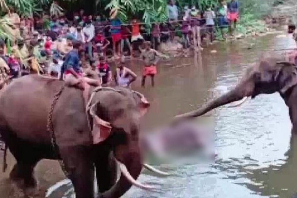 Kerala Elephant Tragedy: Another Jumbo Suspected To Have Been Killed By Fire Crackers In Mouth