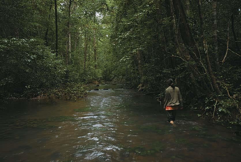 World Environment Day: Centre Launches Programme To Increase Forest Cover In Urban Areas