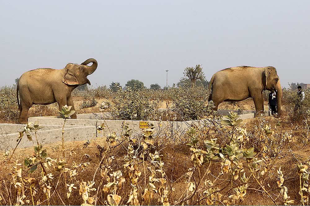 In The Land Of Ganesha, Elephants Imperiled By Human Need And Greed