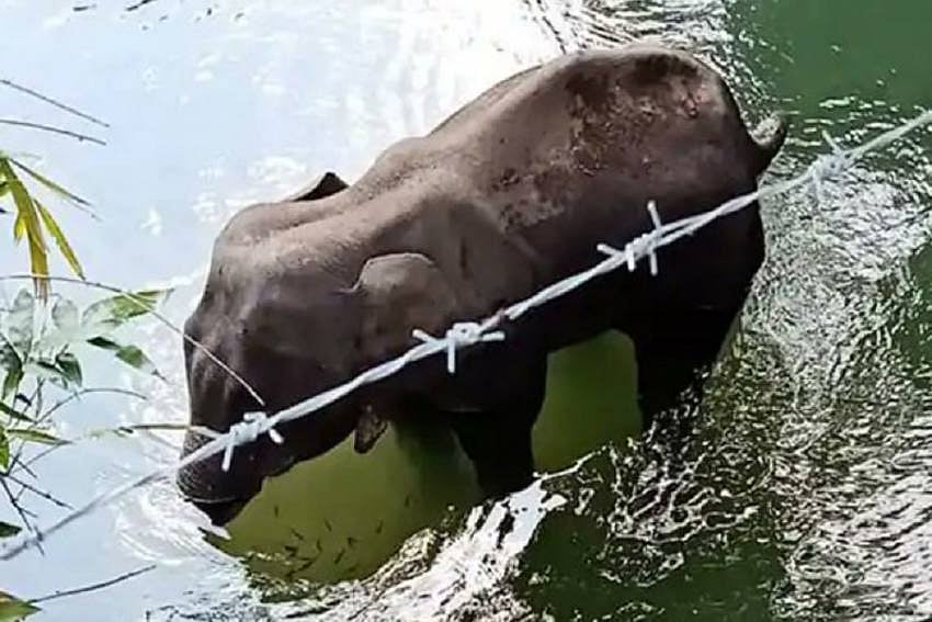 Kerala Elephant May Have Accidentally Consumed Cracker-Filled Fruit: Environment Ministry