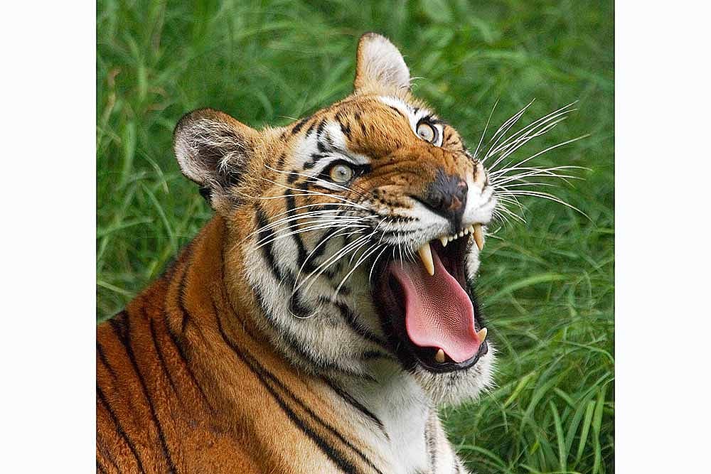 Tigers Leap In Shrinking Turf