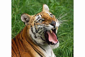 Tigers Leap In Shrinking Turf