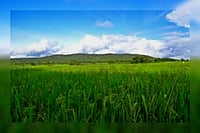 Want Food Security? Try Agroecology