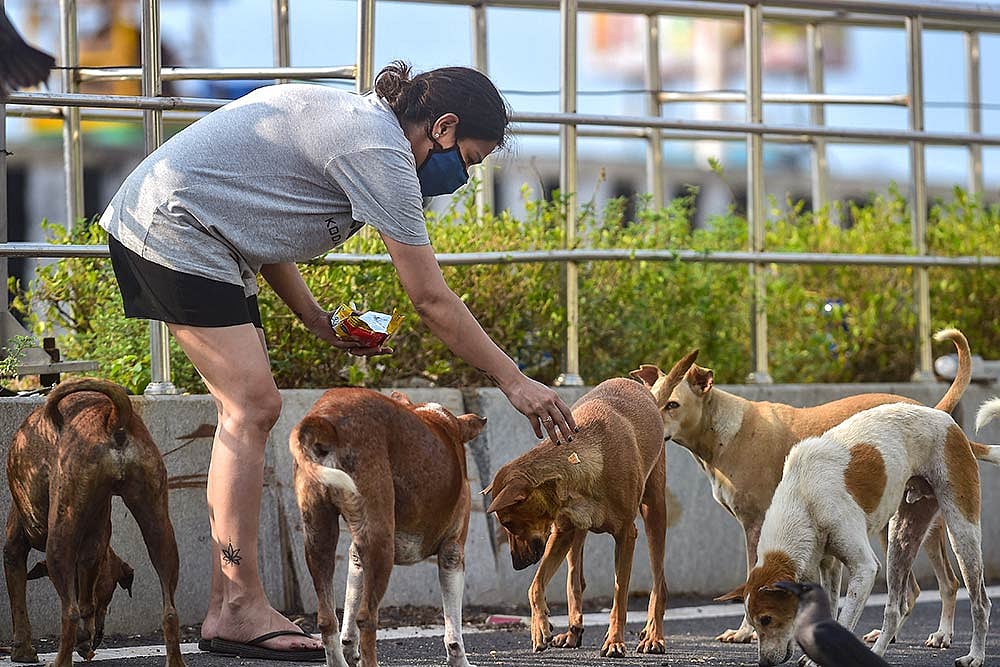 A volunteer feeds stray dogs near Besant Nagar beach during the ongoing total lockdown, in Chennai.