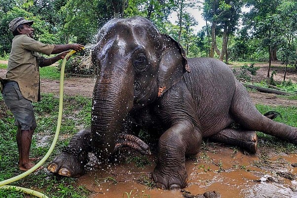A zookeeper sprinkles water on an elephant at Assam State Zoo in Guwahati.