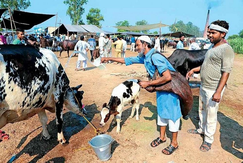 Representational Image :  NSA Invoked Against 2 Accused In MP's Morena for cow slaughtering |