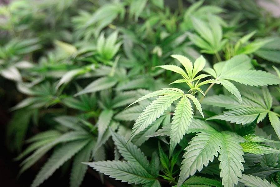 Clamour For Cannabis Legalisation Grows In Himachal As Illegal Drug Trade Rises
