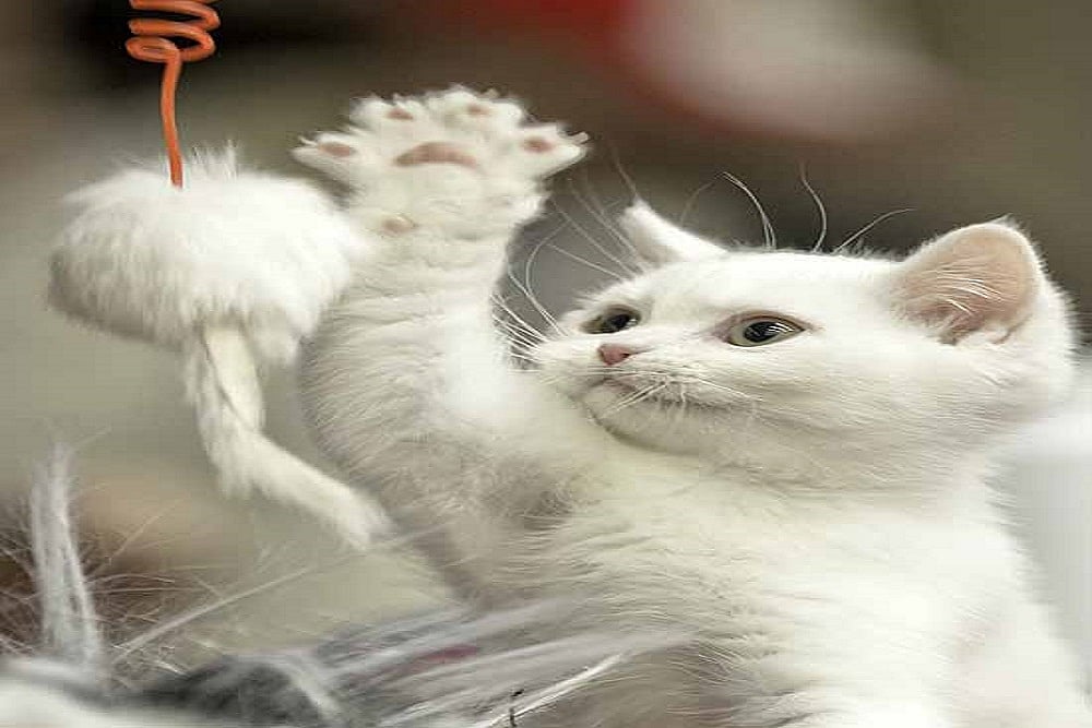 More Cats May Be Contracting Covid Than Believed, Reveals Study