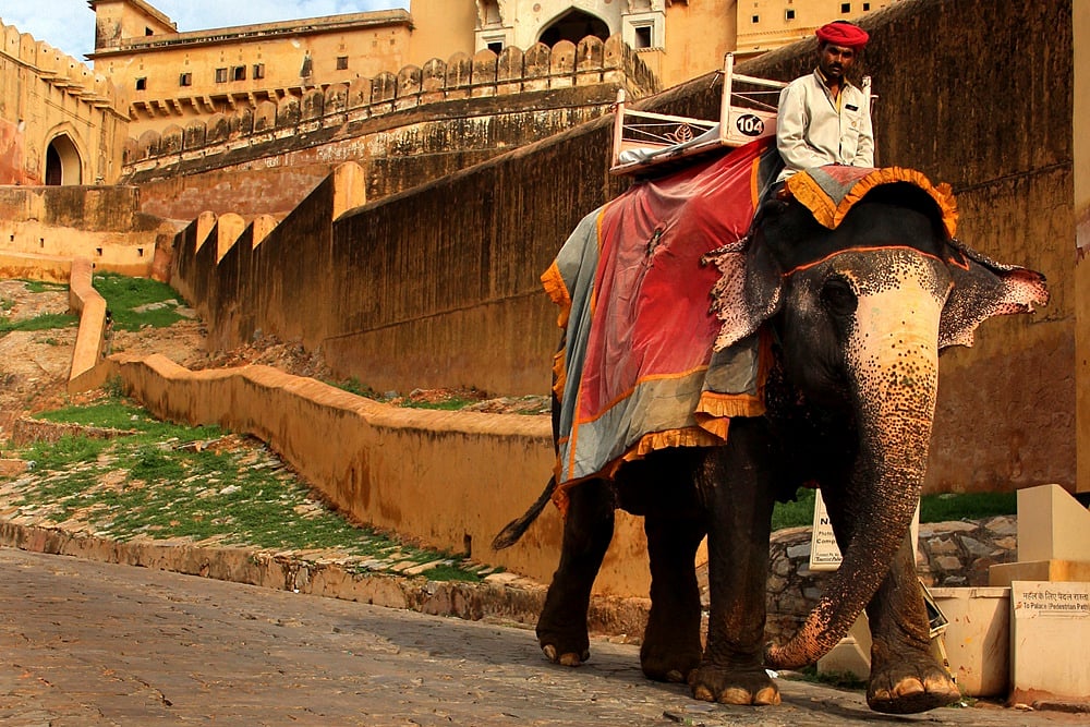 Rampant Elephant Deaths In Jaipur; Owners Say Inactivity Due To Covid-19 Could Be Reason