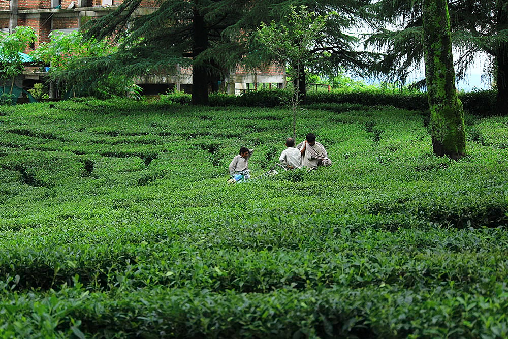 Tea Garden : File Photo