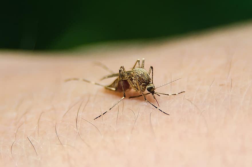 The Pivotal Role Of Nutrition In Controlling Lymphatic Filariasis (Elephantiasis)