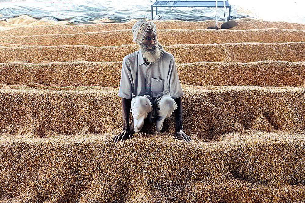 Food Bowl Goes Against The Grain