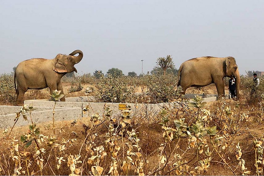 Elephant Electrocuted In Chhattisgarh, Third Such Case In A Week