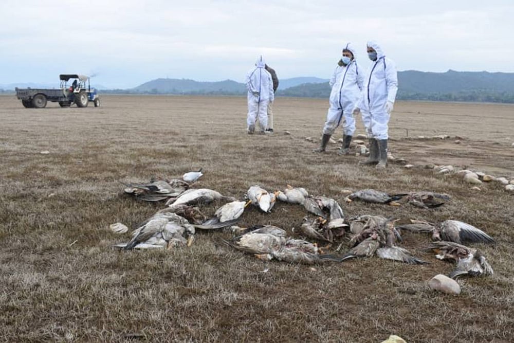 Bird Flu: Shimla's Himalayan Aviary Downs Shutters; Authorities Ramp Up Efforts To Contain Spread