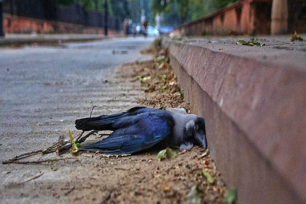 File photo : The authorities have been receiving complaints about dead birds in the city since January 13.
