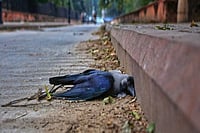H5N1 Bird Flu Detected In Crow In Kerala’s Iritty File photo; Representative image : As per the guidelines outlined by the district administration, any bird carcasses found will be buried at a sufficient depth with calcium carbonate by the municipal public health department.
