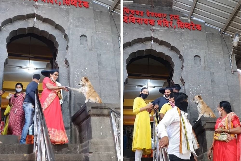 Watch: Viral Video Of 'Dog Swami' Blessing Devotees At Maharashtra Temple