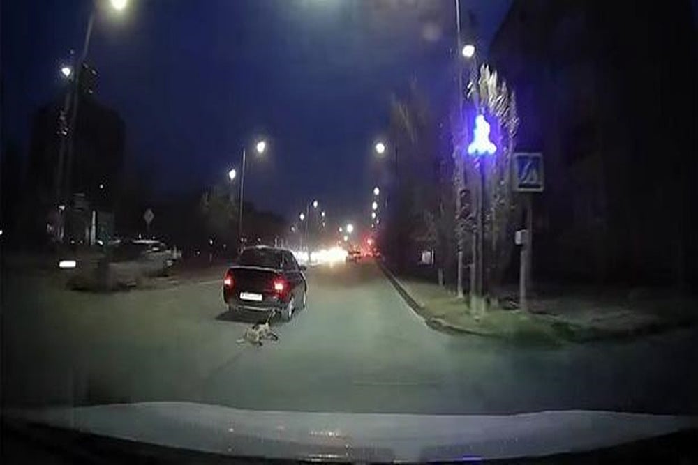 In Another Case Of Animal Abuse, Man Ties Dog To His Car, Mercilessly Drags It Around City