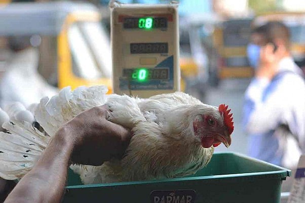 Broiler chicken sitting in a weighing scale at a chicken shop, in Mumbai. Maharashtra on high alert as bird flu enters the state but has not imposed any ban on the sale of eggs, chicken yet. - null