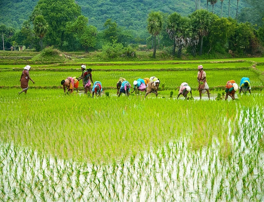 Over 72 Lakh Farmers Benefit From Ongoing KMS Procurement: Agriculture Ministry