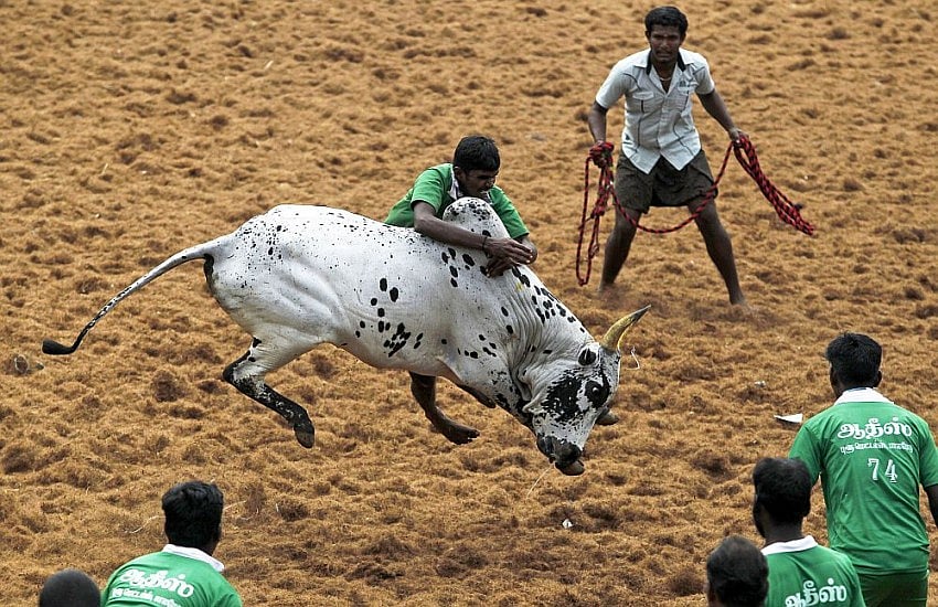 Watch: Bull-Taming Event Jallikattu Starts Today Amid Covid-19 Restrictions
