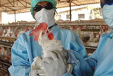 Bird Flu: Chhattisgarh Records First Bird Flu Case In Balod District