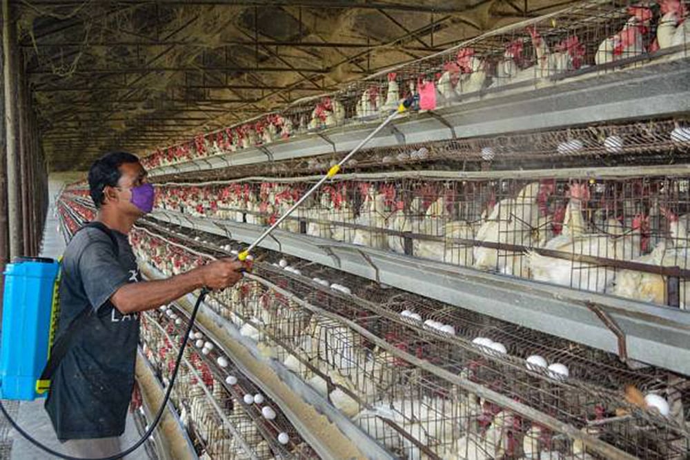Avian Flu In India: What Should You Do To Stay Safe?