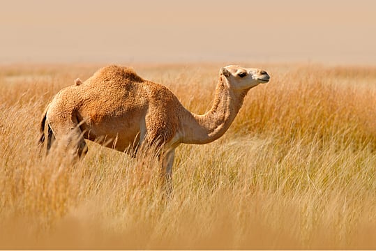 Zoo Employee Lands In Hospital After Camel Nips His Face
