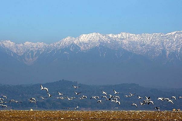 Ban On Tourism, Human Activity At Pong Dam Following Death Of 1,200 Migratory Birds