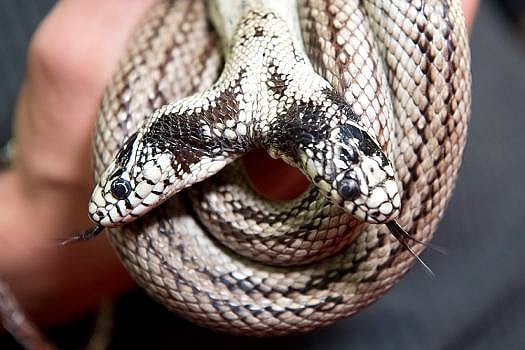 No Snake Soup For Hong Kong's Young Snake Catcher