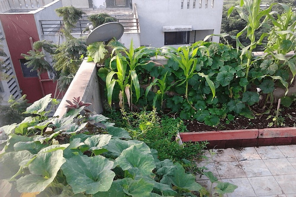 5 Tips To Start Your Terrace Garden
