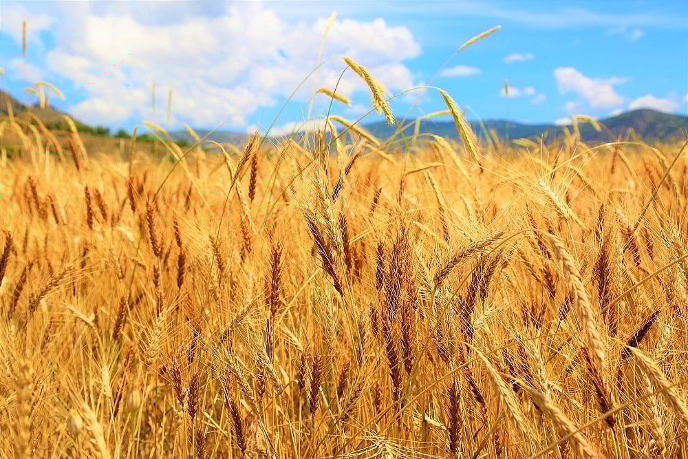 Indian Prof Working On Wheat Variety To Hike Yields, Save Against Quality Loss