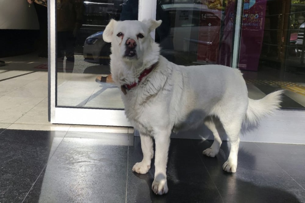 This Loyal Dog Waited At A Hospital For Days To Meet Sick Owner