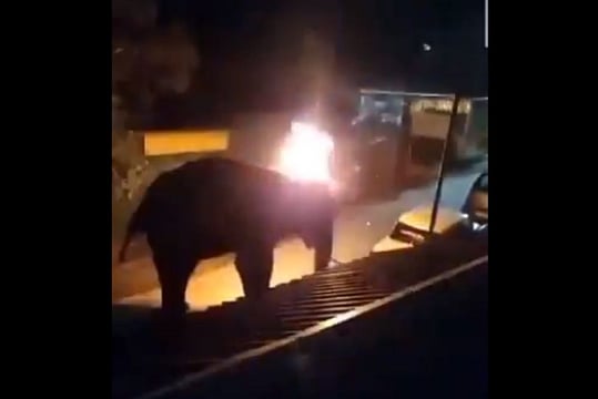 Elephant Dies Tragic Death After Two Men Throw Burning Object At It In Tamil Nadu