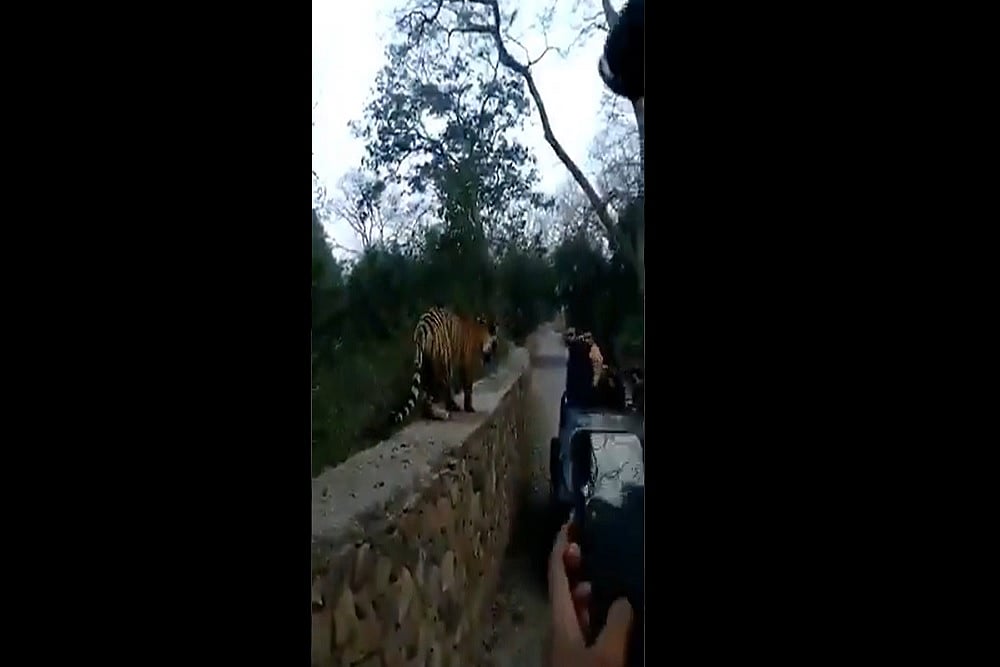 Watch: Tiger Leaps Over Wall As Tourists Come Close To Click Picture; Video Goes Viral