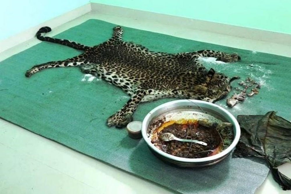 Five Men Arrested In Kerala For Killing A Leopard, Eating Its Meat