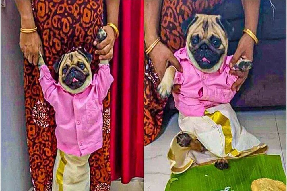 Watch: You Can Now Contact This Pug For Rishtas Because He Is All 'Groomed' Up