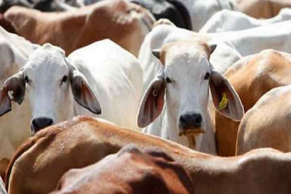 Bizarre! ‘Cow Science’ Exam Syllabus Links Beef Consumption To ‘Bad Karma’