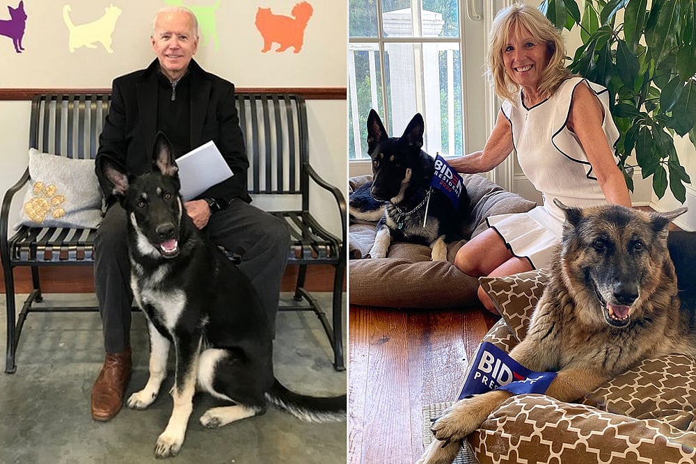 Joe Biden’s ‘First Dogs’ Move Into White House, Know The Significance Of Presidential Pets