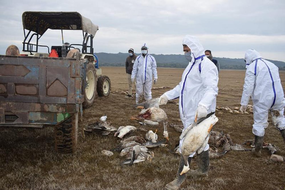 Australia, US Report Cases Of Human Bird Flu | All About The H5N1 Virus, Symptoms