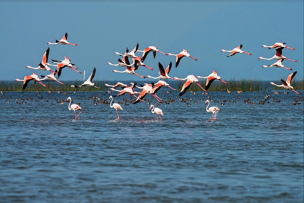 Census Report Claims That More Than 11.42 Lakh Birds Visit Chilika Lake In Odisha