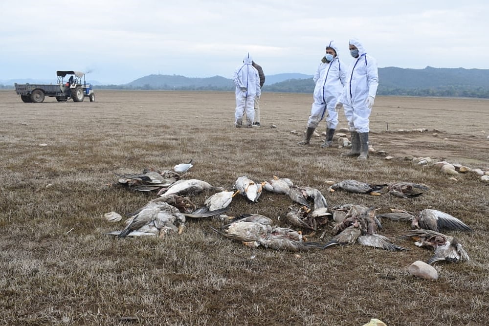 65 Bird Flu Teams Monitoring Virus Impact On Migratory, Local Birds: Himachal CM