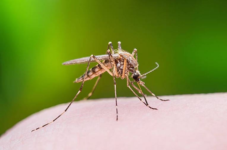 File photo : 
Dengue fever has also been detected in mainland France, while West Nile virus infections have extended beyond their usual seasonal boundaries. 