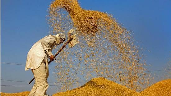 Big Support For MSP Paddy Procurement In Haryana By NCDC: Rs 6836.48 Crore Sanctioned