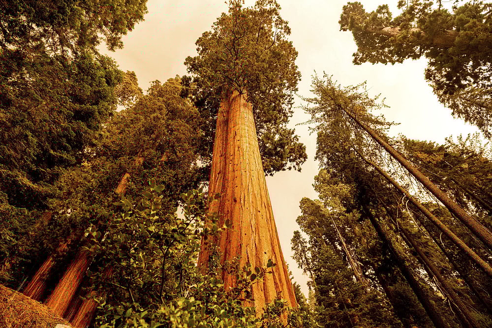 California Wildfires May Have Killed Hundreds Of Priceless Sequoia Trees