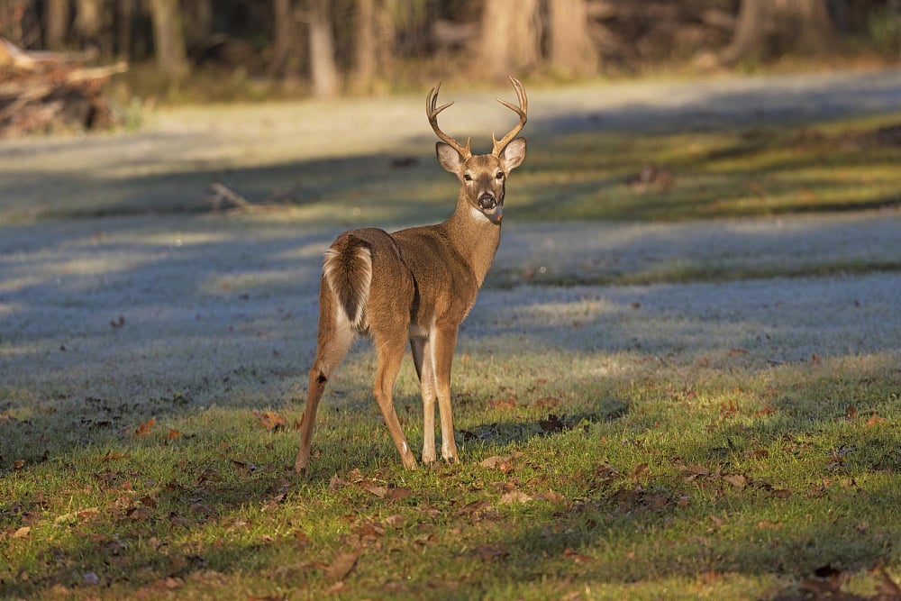 Deer in hospital