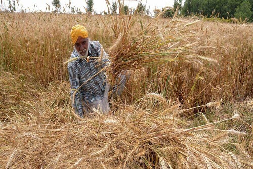 Farm Laws Withdrawal: Reforms Necessary For Indian Agri Sector, Says Edible Oil Industry