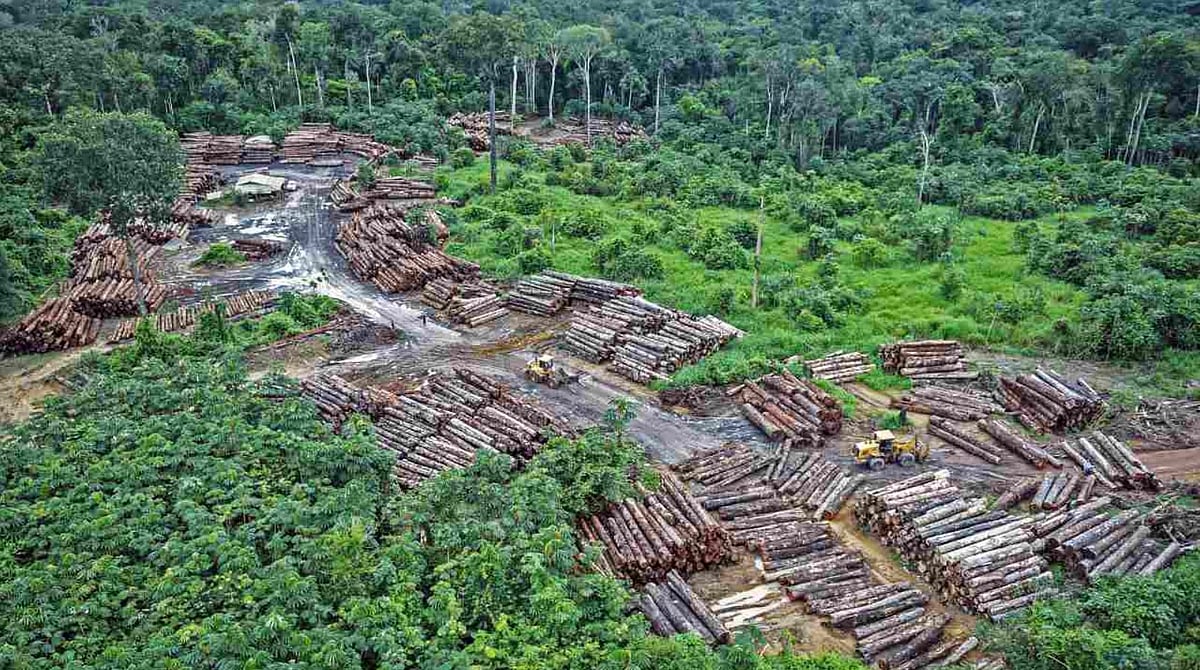 Leaders Representing More Than 85% World's Forests Have Committed To End Deforestation: UK