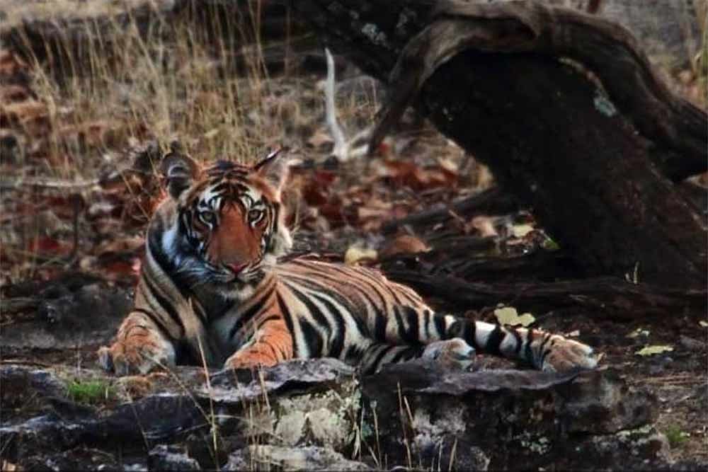 Tigress Kills Maharashra Woman Forest Guard